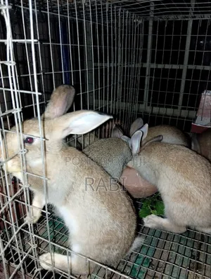 Rabbits Pure Breed