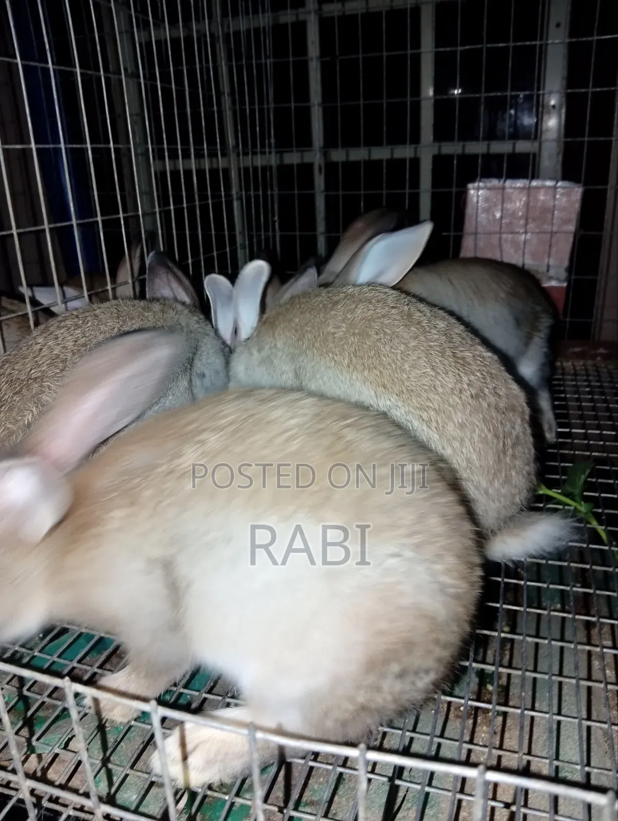 Rabbits Pure Breed