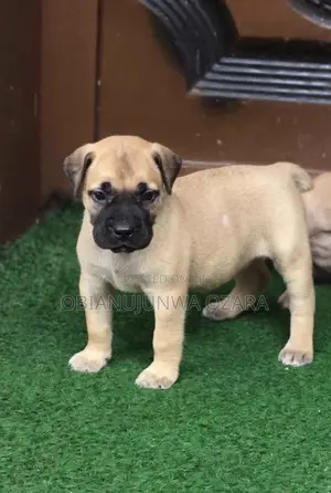 1-3 months Female Purebred Boerboel