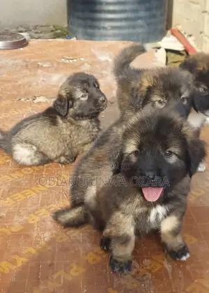 1-3 months Female Purebred Caucasian Shepherd