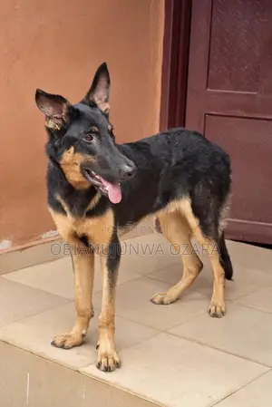 6-12 months Male Purebred German Shepherd
