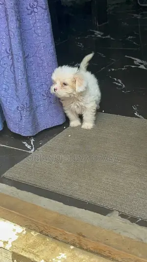 1-3 months Female Purebred Lhasa Apso