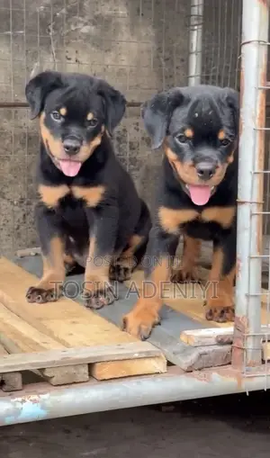 1-3 months Female Purebred Rottweiler