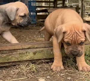 1-3 months Female Purebred Boerboel