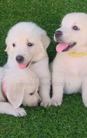 1-3 months Female Purebred Golden Retriever