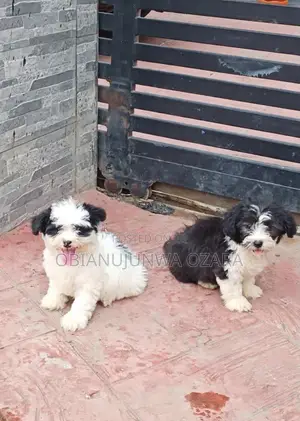 1-3 months Female Purebred Lhasa Apso