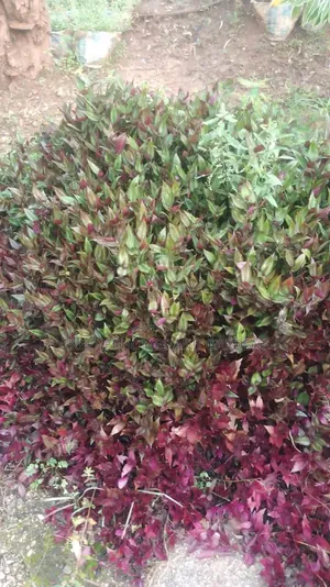 Hanging Plants