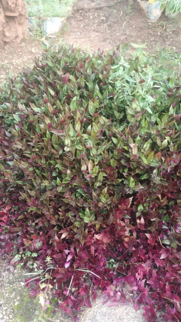 Hanging Plants