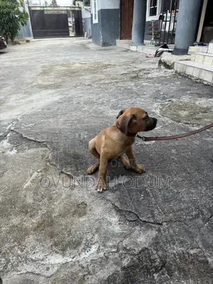 1-3 months Male Purebred Boerboel