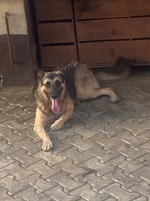 1+ year Male Purebred German Shepherd