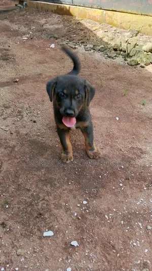 1-3 months Male Purebred German Shepherd