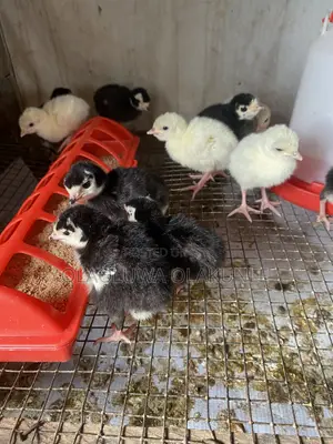 Alternative Farm