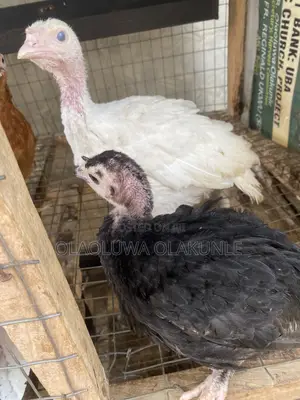 Alternative Farm