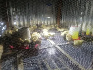 One Week Old Amo Quality Noilers