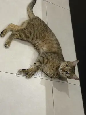 1+ year Female Purebred Cat