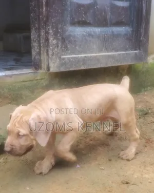 1-3 months Male Purebred Boerboel
