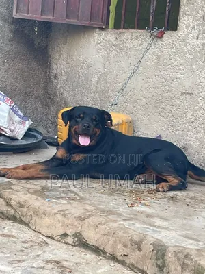 1+ year Male Purebred Rottweiler