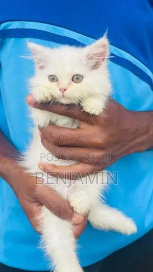 1-3 months Female Purebred Persian