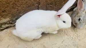 Matured Male Rabbit