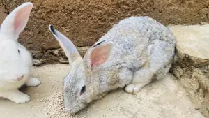 Pregnant Female Rabbit