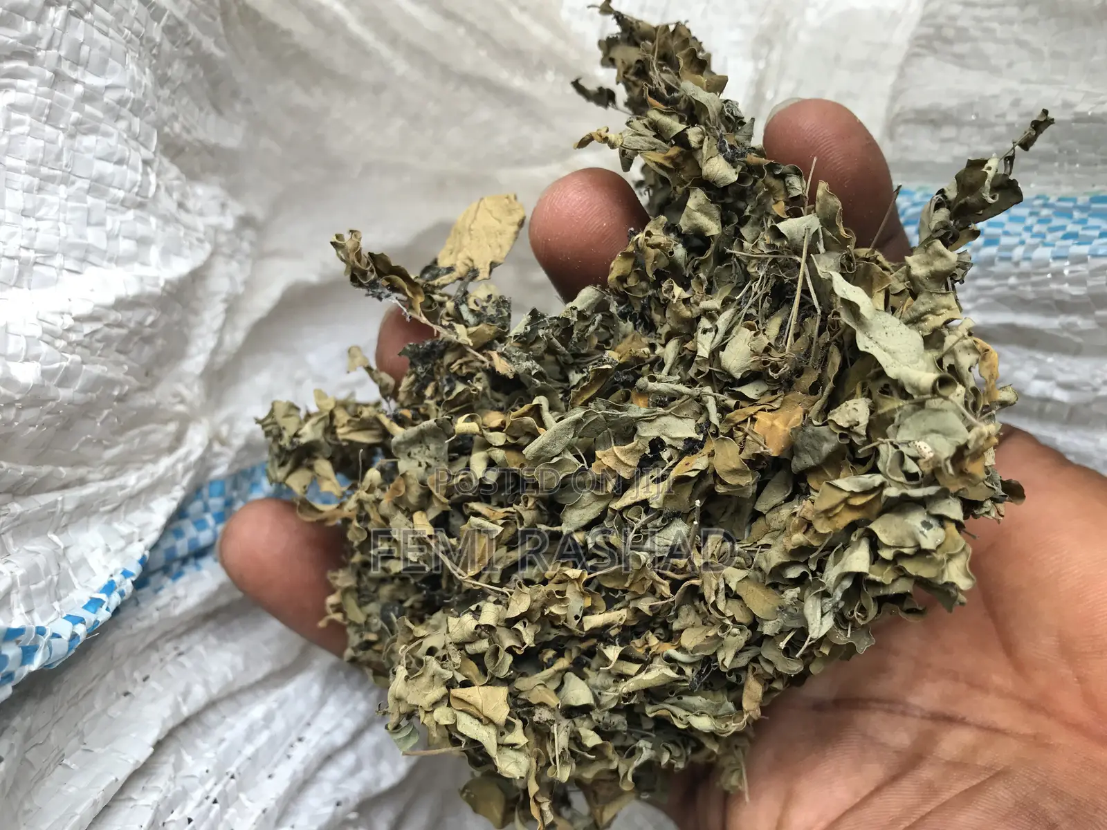 Moringa Leaf