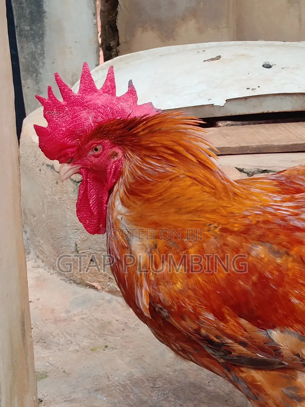 Giant Chicken