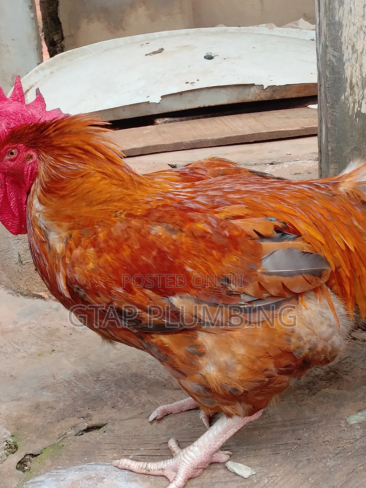Giant Chicken
