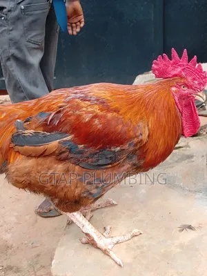 Giant Chicken