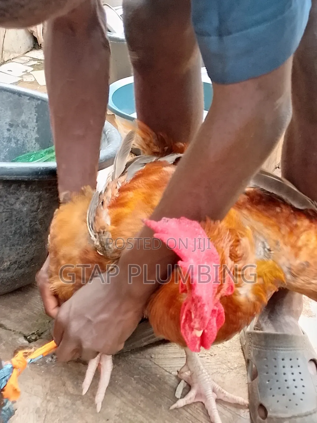 Giant Chicken