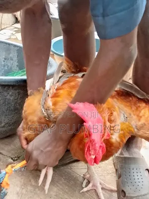 Giant Chicken