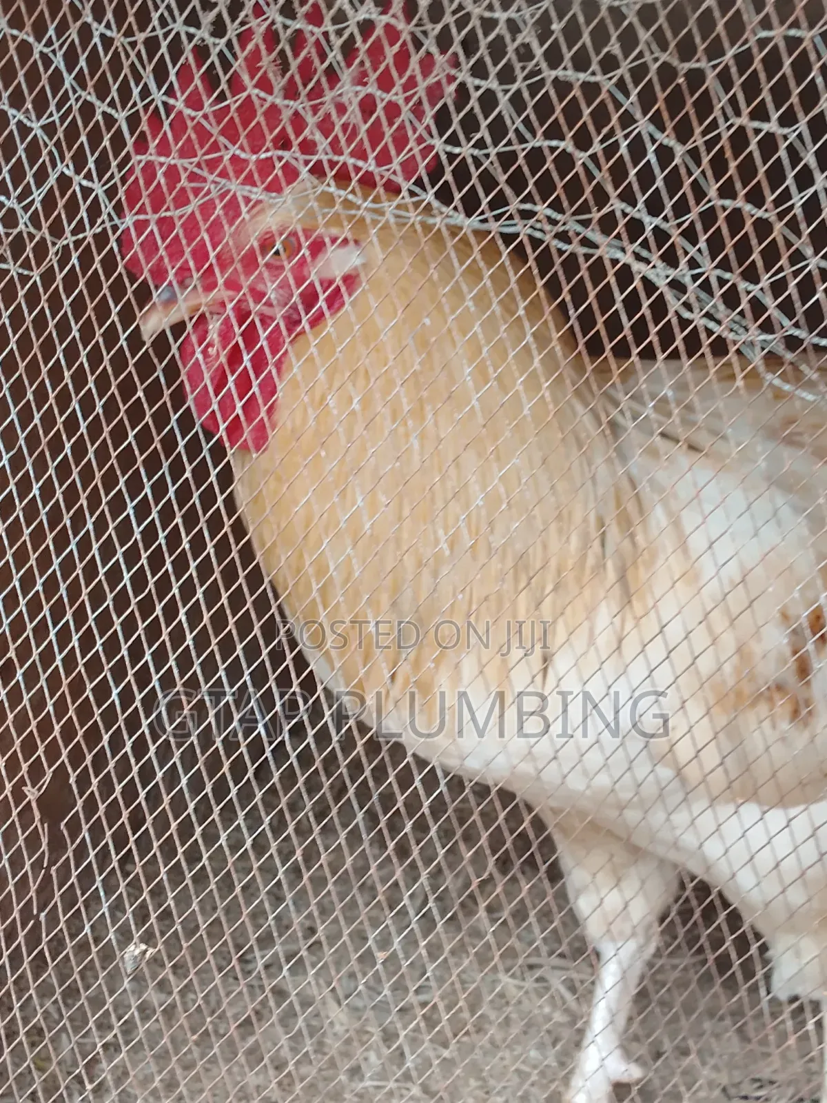 Giant Chicken