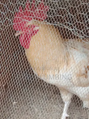 Giant Chicken