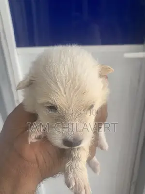 1-3 months Male Purebred American Eskimo