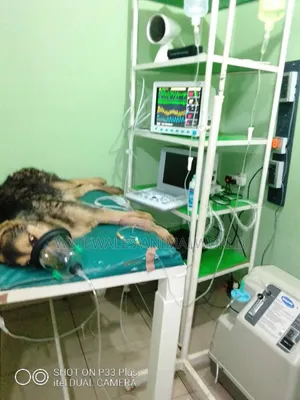 Vet Hospital