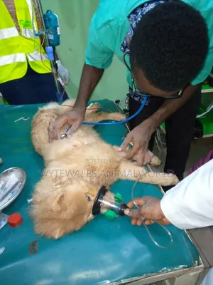 Vet Hospital