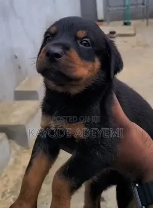 1-3 months Female Purebred Rottweiler