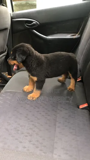 1-3 months Male Purebred Rottweiler