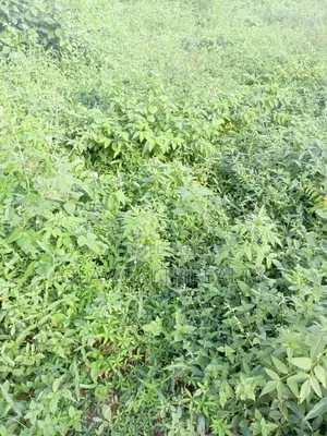 500sqm Residential Land at Wuye