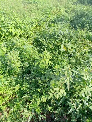 4.43 Hectares Mixed-Use Land at Dawaki