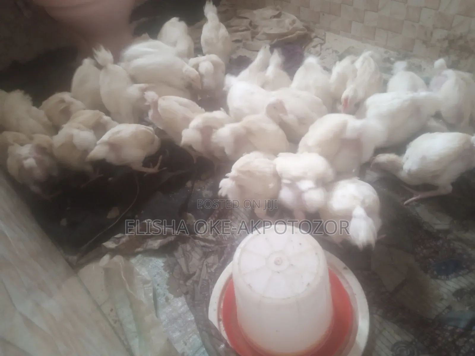 1 Month Old Chicks