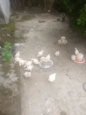 1 Month Old Chicks