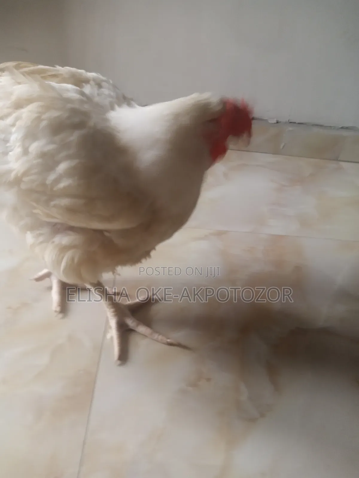 1 Month Old Chicks