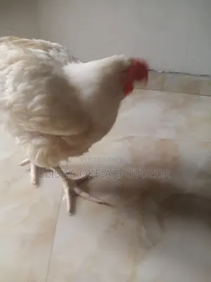 1 Month Old Chicks