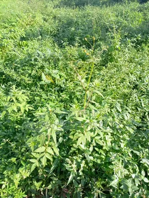 650sqm Estate Plot at Galadimawa