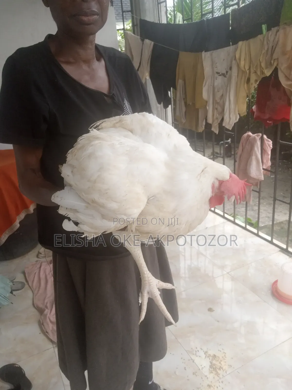 3 Months Old Boiler Chicken