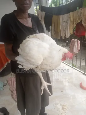 3 Months Old Boiler Chicken