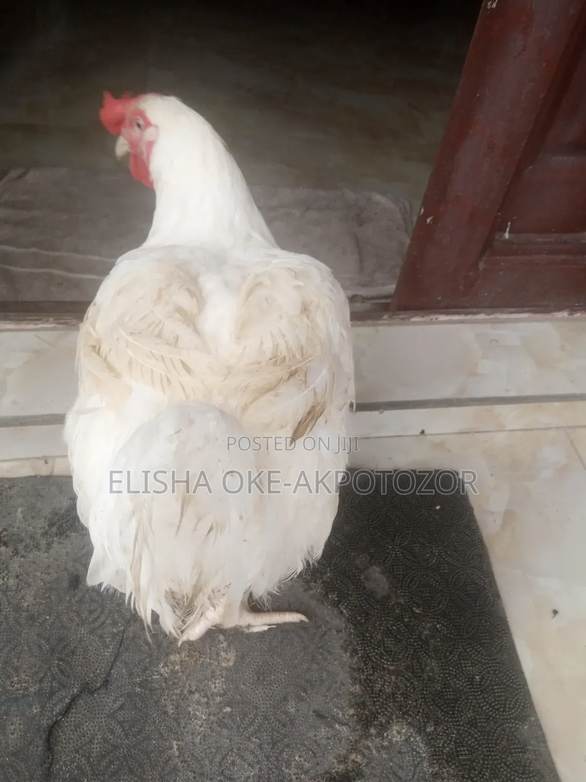 3 Months Old Boiler Chicken