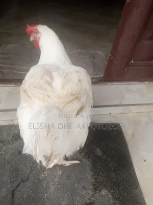 3 Months Old Boiler Chicken