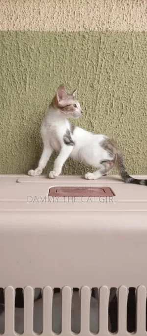 1-3 months Male Purebred American Shorthair