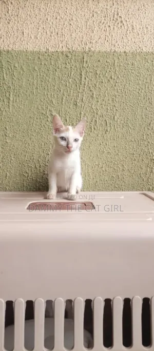 1-3 months Male Purebred American Shorthair